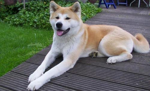 akita inu - akita