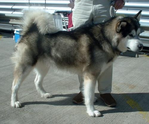 alaskan malamute