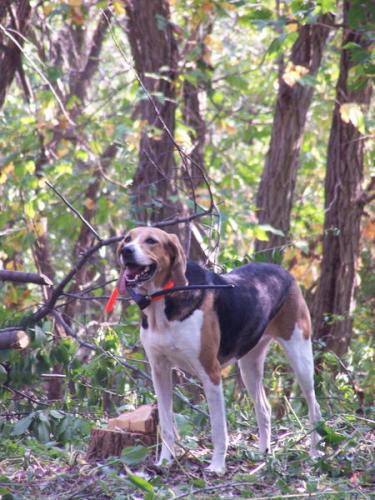 american foxhound