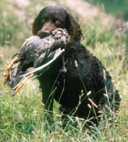 amerikanischer wasserspaniel - american water spaniel