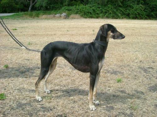 arabischer windhund - sloughi