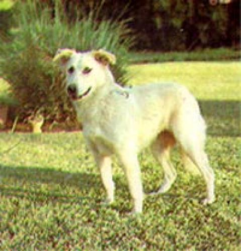 atlas-sch�ferhund - chien de l�atlas