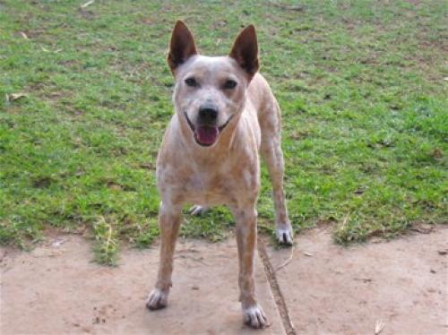 australian stumpy tail cattle dog