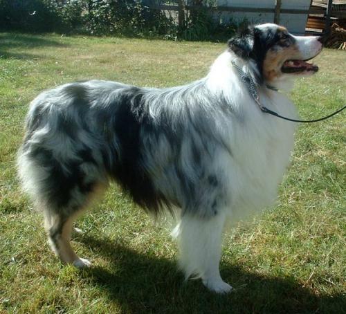 australischer sch�ferhund - australian shepherd