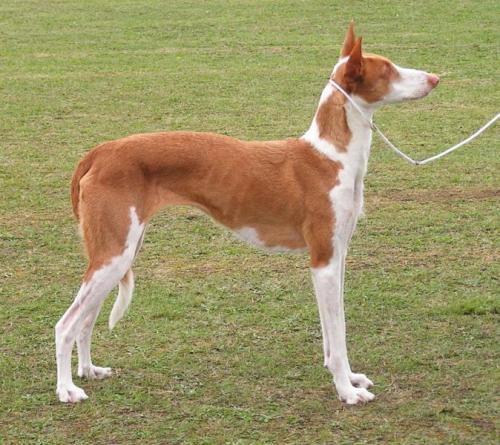 balearen-laufhund - podenco ibicenco