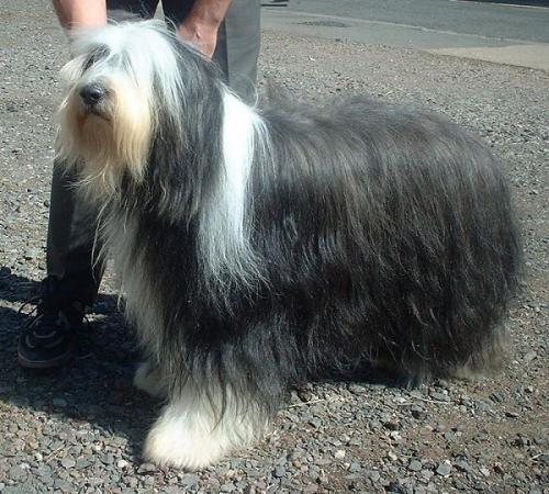 bearded collie