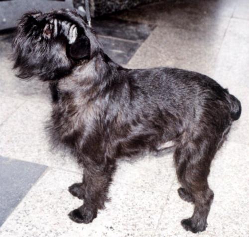 belgischer griffon - griffon belge