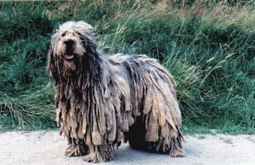 bergamasker hirtenhund - cane da pastore bergamasco