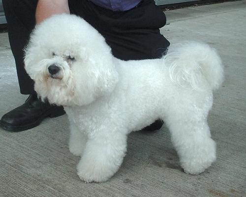 bichon fris� - bichon � poil fris�