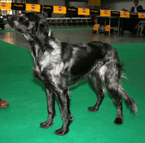 blauer picardie-spaniel - epagneul bleu de picardie