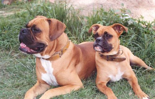 boxer - deutscher boxer