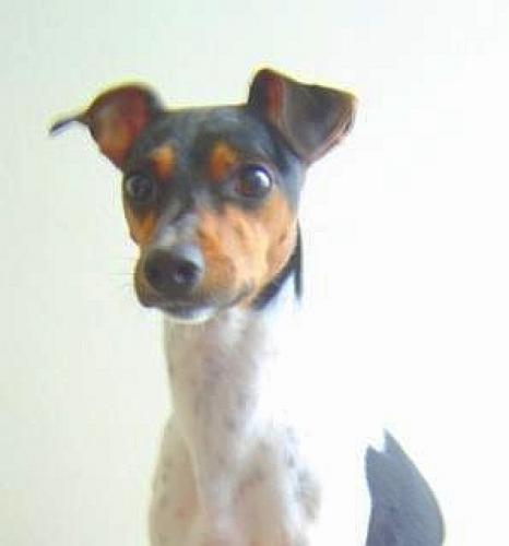 brasilianischer terrier - terrier brazileiro