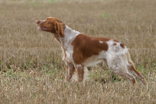 bretonischer spaniel - epagneul breton