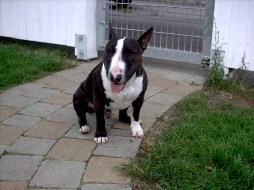 bullterrier miniatur - bull terrier miniature