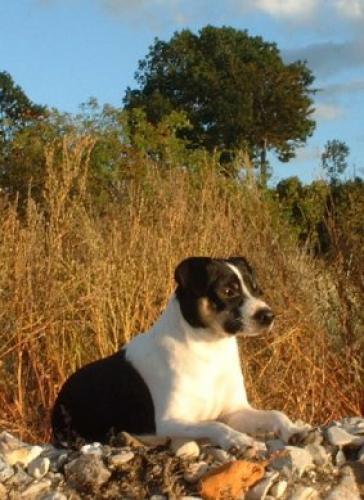 dansk-svensk gardhund