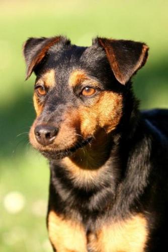 deutscher jagdterrier