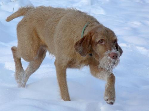 drahthaarvizsla - magyar vizsla drotz�r�