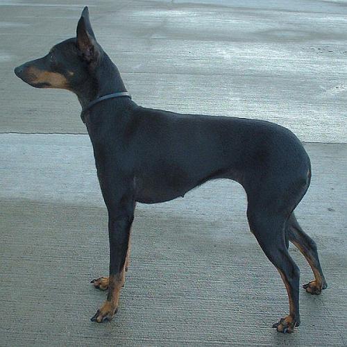 english toy terrier