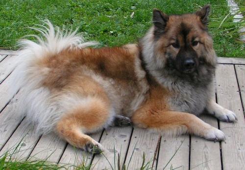 eurasier