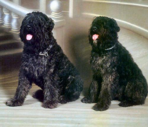 fl�mischer treibhund - bouvier des flandres