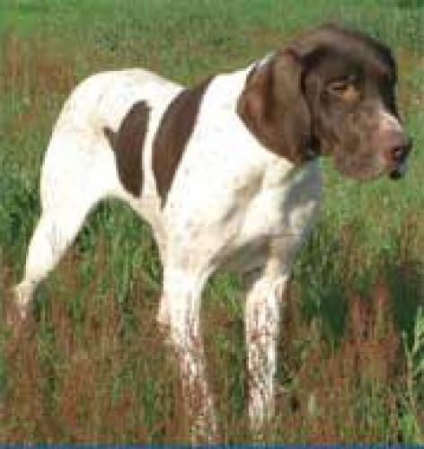franz�sischer vorstehhund - braque fran�ais-type gascogne