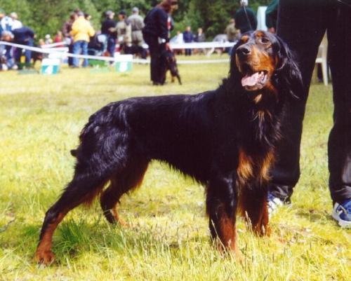 gordon setter