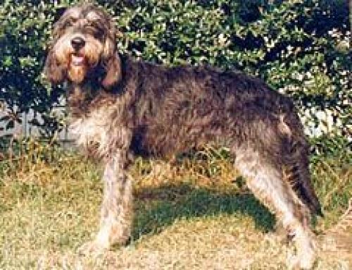 grand griffon nivernais