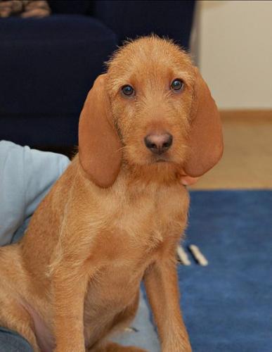 griffon fauve de bretagne