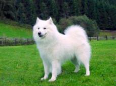 Gro�spitz