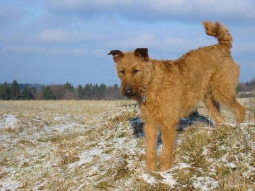 irischer terrier - irish terrier