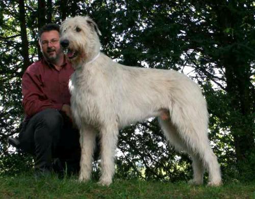 irischer wolfshund - irish wolfhound