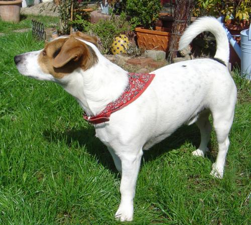 jack russell terrier
