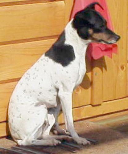 japanischer terrier - nihon teria