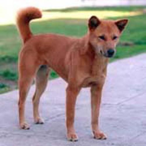 jindo - korea jindo dog