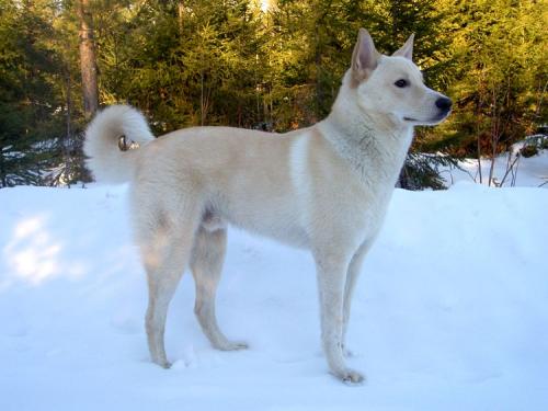 kanaanhund - canaan dog