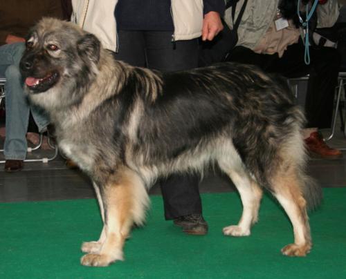 karstsch�ferhund - kraski ovcar
