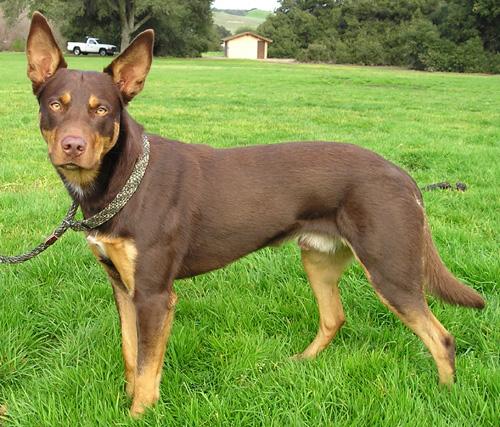 kelpie - australian kelpie