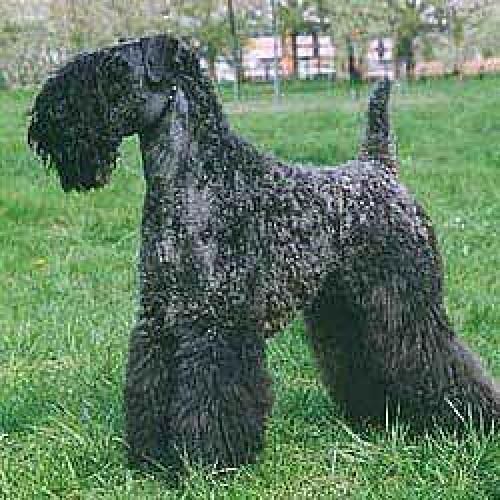 kerry blue terrier - irish kerry blue terrier