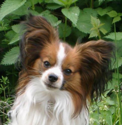 kontinentaler zwergspaniel stehohrig - papillon