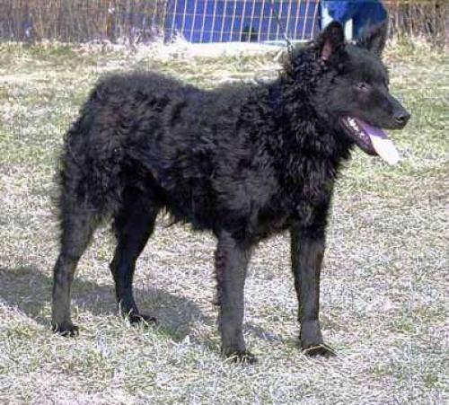 kroatischer sch�ferhund - hrvatski ovcar