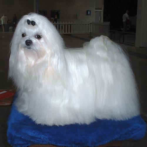 malteser - maltese