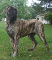 Mastiff
