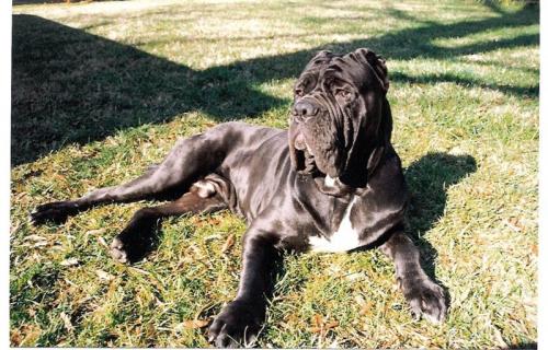 mastino napoletano