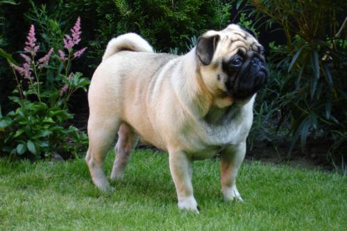 mops - pug