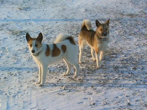 norbottenspitz - norrbottenspets