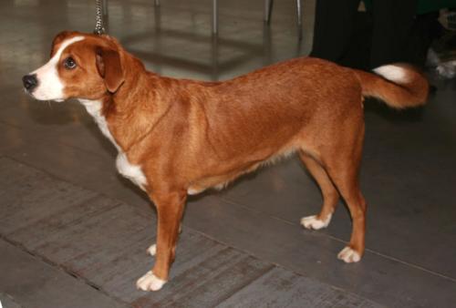 oesterreichischer pinscher