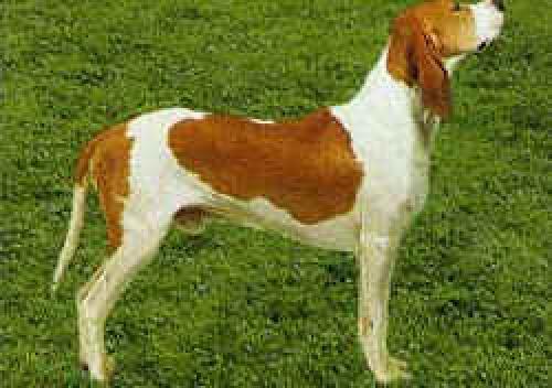orange-wei�er-franz�sischer laufhund - fran�ais blanc et orange
