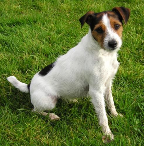 parson jack russell terrier