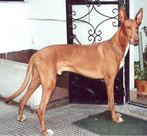 pharaonenhund - pharaoh hound