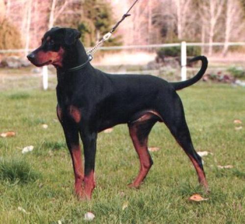 pinscher - deutscher pinscher